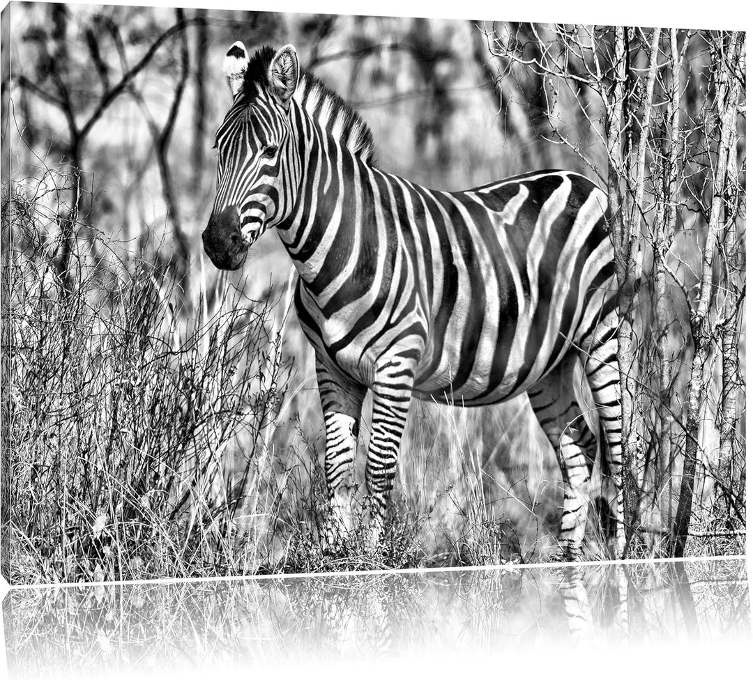 Monocrome, einsames Zebra, Format: 100x70 auf Leinwand, XXL riesige Bilder fertig gerahmt mit Keilra