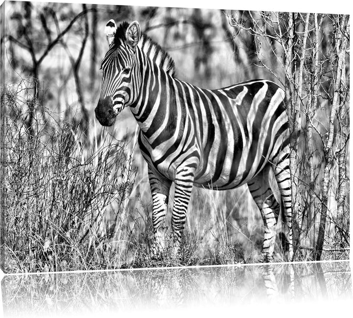 Monocrome, einsames Zebra, Format: 100x70 auf Leinwand, XXL riesige Bilder fertig gerahmt mit Keilra