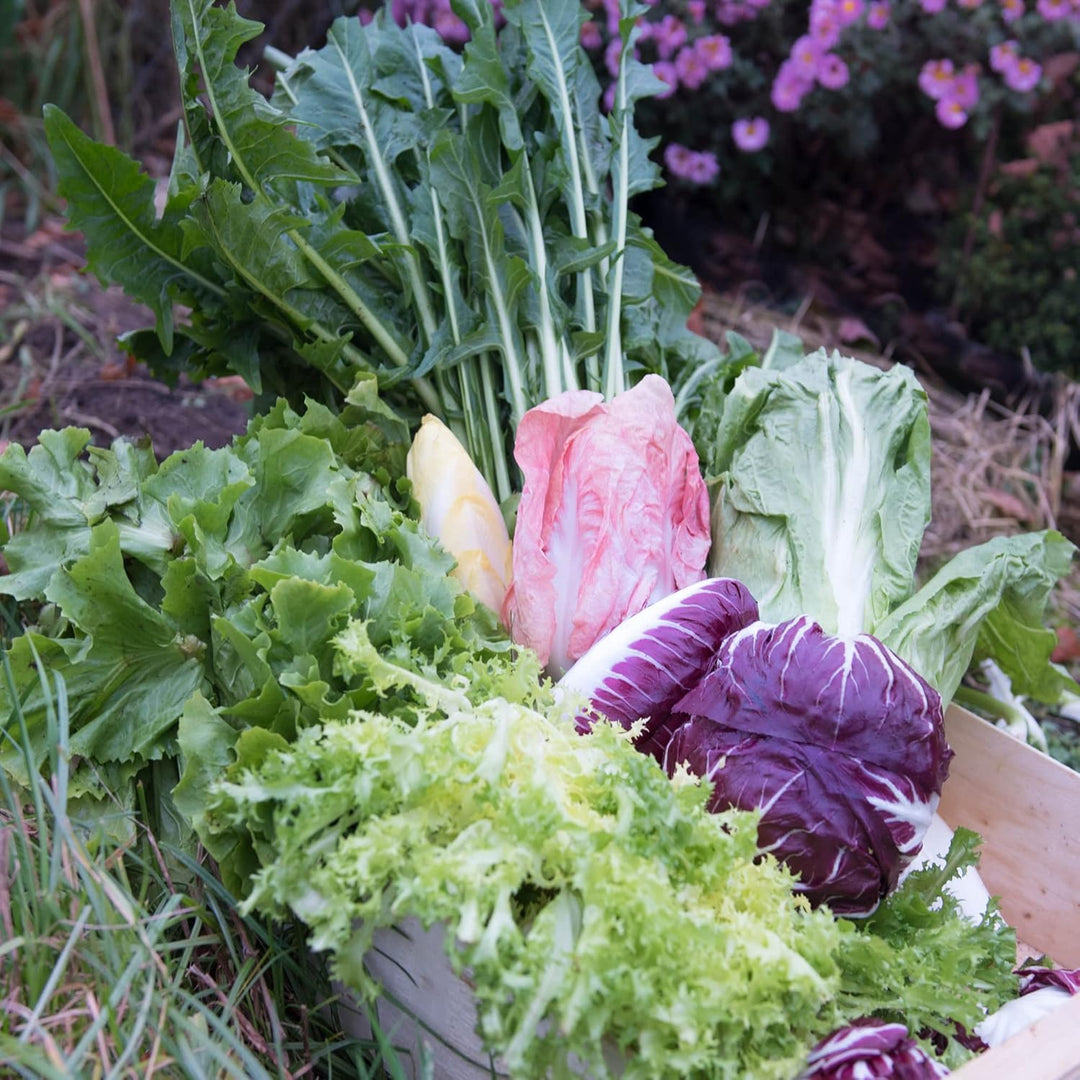 Frischekiste Bittersalatbox 6 kg, 6