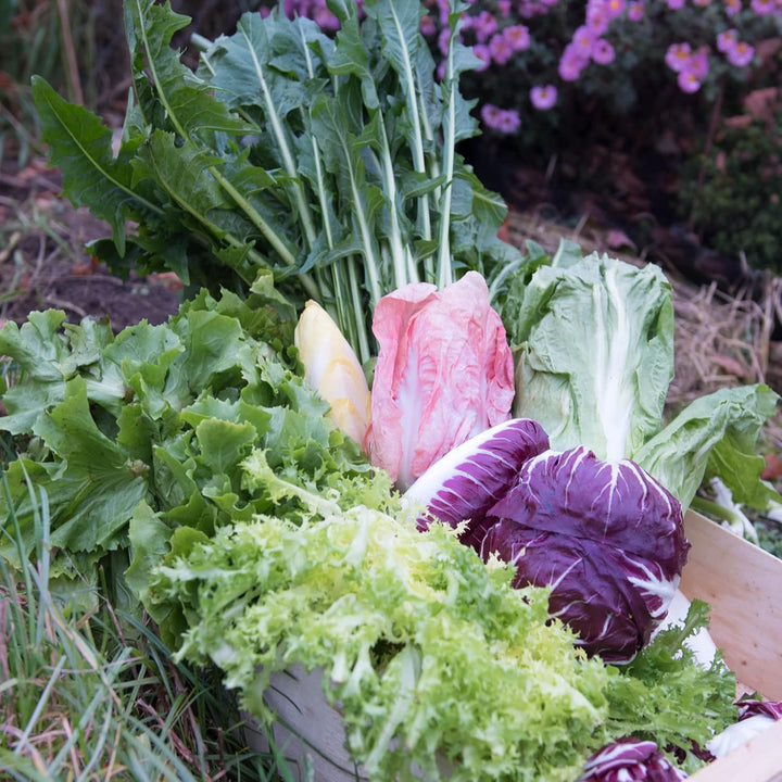 Frischekiste Bittersalatbox 6 kg, 6