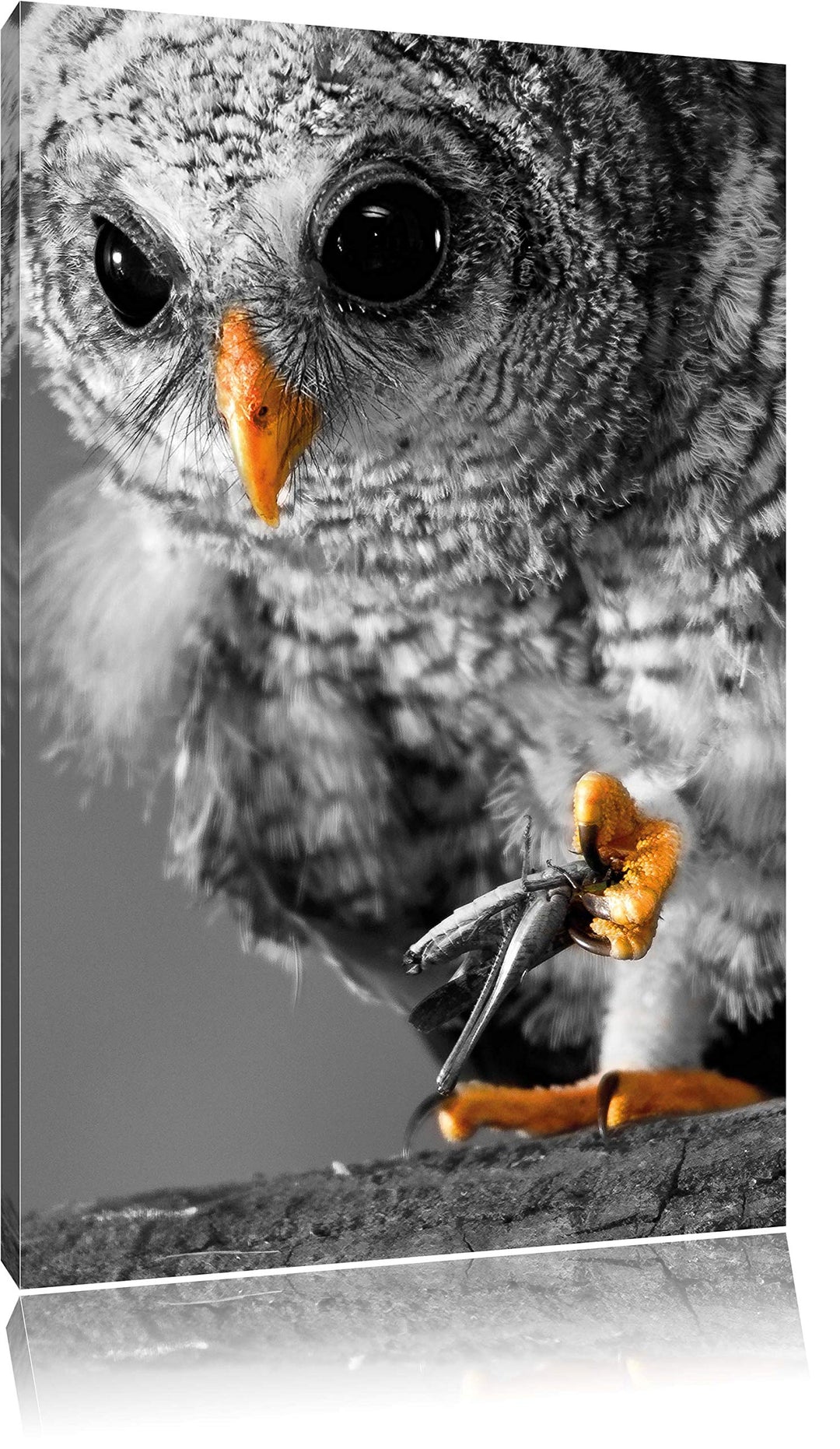 Pixxprint Eule mit Grille in ihren Krallen als Leinwandbild/Grösse: 100x70 cm/Wandbild/Kunstdruck/fe