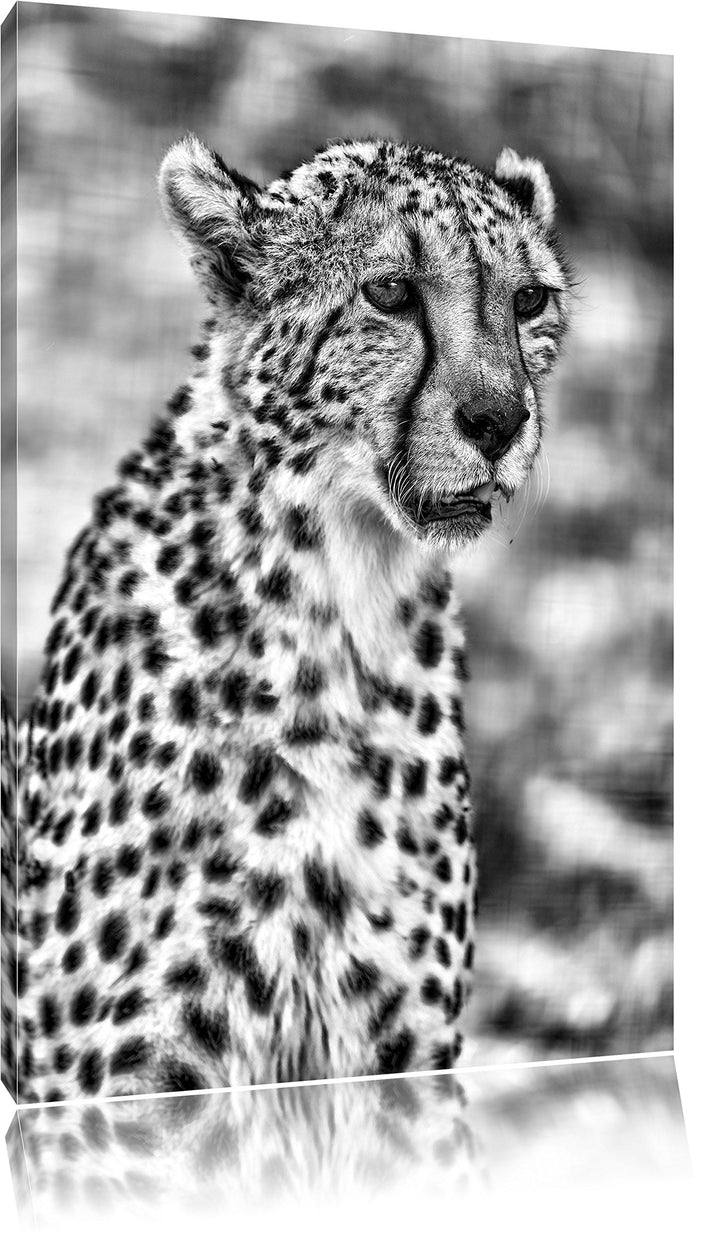 Pixxprint Monocrome, ausgewachsener Gepard, Format: 100x70 auf Leinwand, 100x70