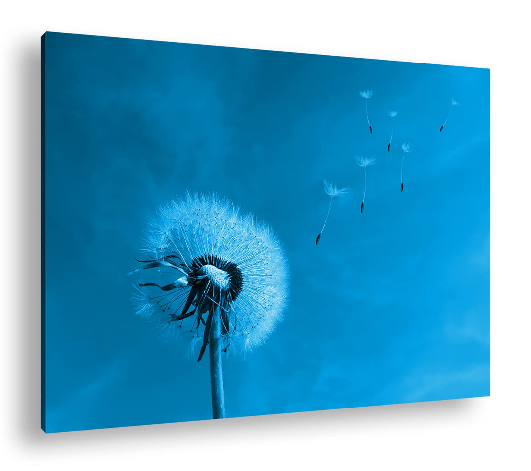 deyoli bezaubernde Pusteblume Format 80x60 Effekt: Monocrome Blau als Leinwandbild, Motiv fertig ger