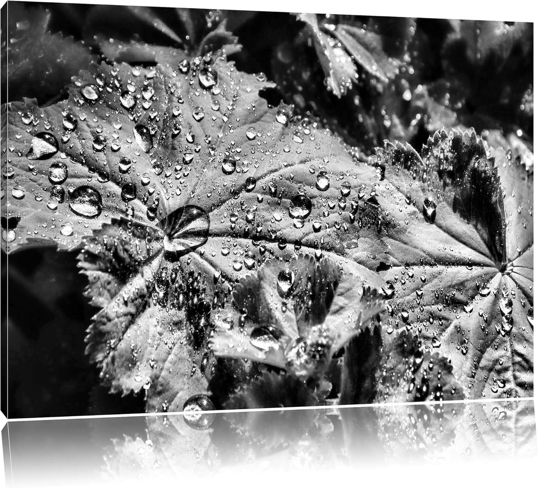 Pixxprint kleine Tropfen auf Blatt als Leinwandbild/Grösse: 100x70 / Wandbild/Kunstdruck/fertig besp