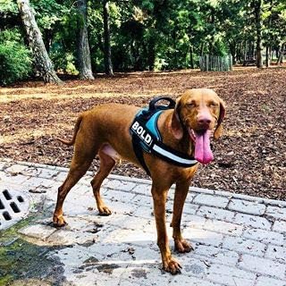 Julius K9 Hundegeschirr, Brustgeschirr reflektierend Hunde Geschirr mit personalisiertes Geschenk, b