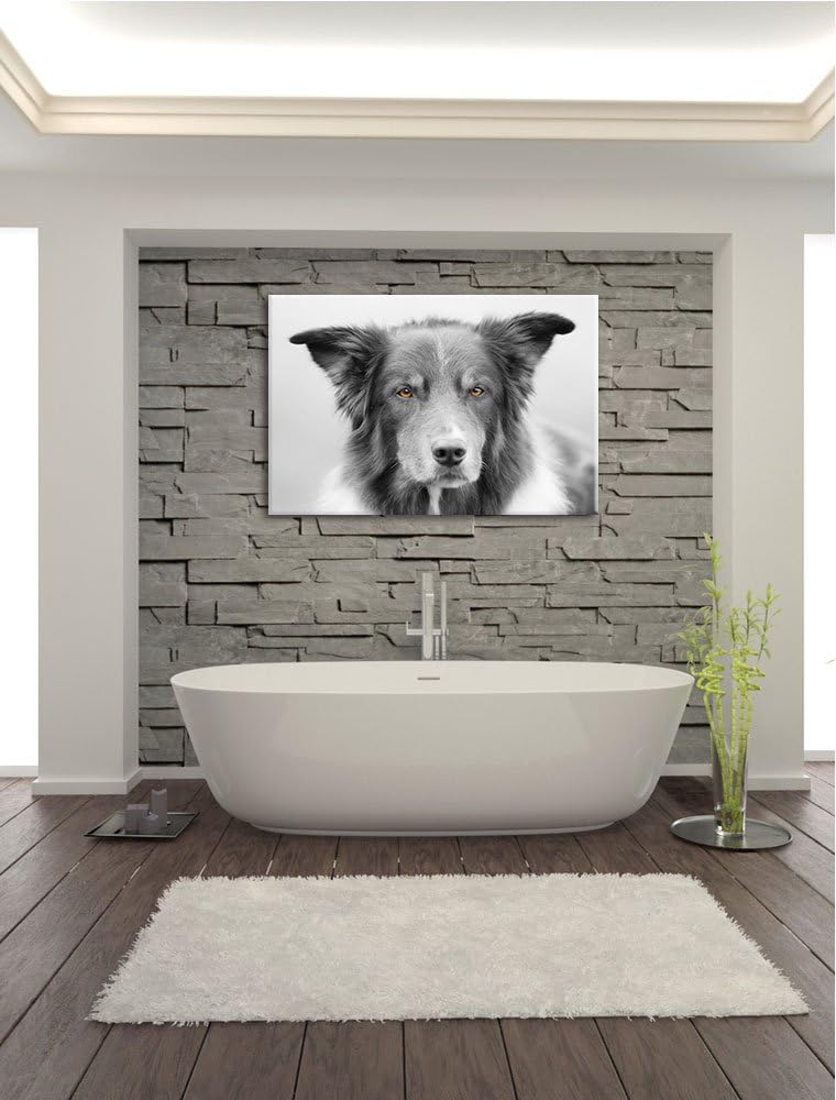 schöner Australien Shepherd Mischling schwarz/weiss Format: 100x70 auf Leinwand, XXL riesige Bilder