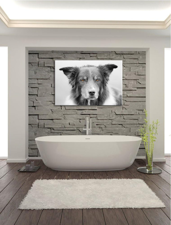 schöner Australien Shepherd Mischling schwarz/weiss Format: 100x70 auf Leinwand, XXL riesige Bilder