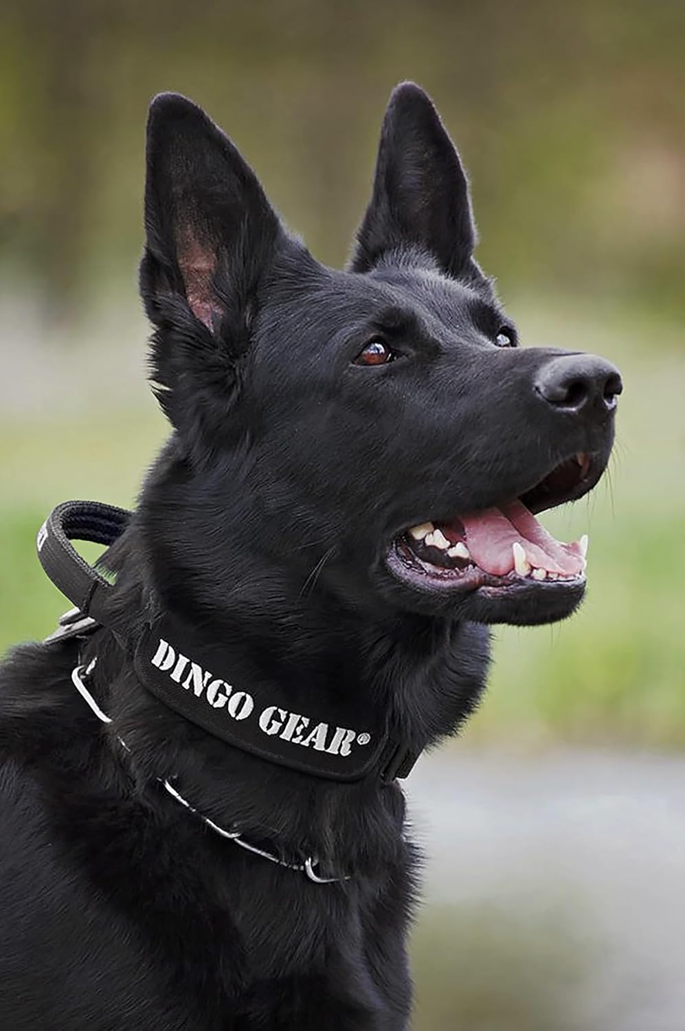 Dingo Gear Hundehalsband mit Cobra Schnalle und Griff, Farbe Schwarz, Band Breite 4 cm Länge 49-59 c