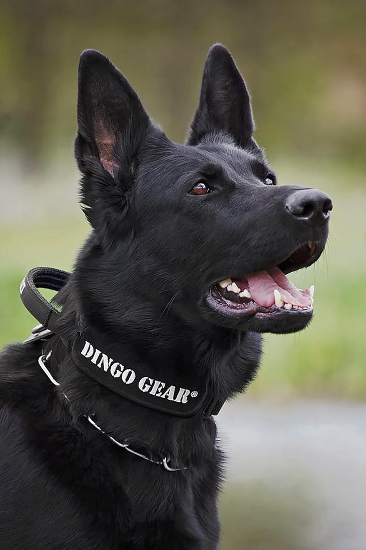 Dingo Gear Hundehalsband mit Cobra Schnalle und Griff, Farbe Schwarz, Band Breite 4 cm Länge 49-59 c