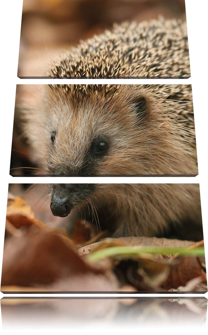Pixxprint Kleiner Igel als Leinwandbild/Grösse: 3 Teilig (120x80) cm/Wandbild/Kunstdruck/fertig besp