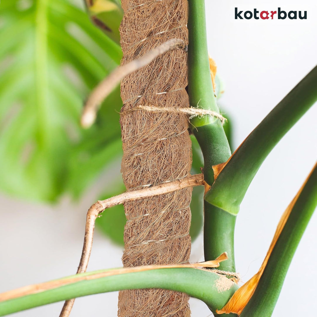 KOTARBAU® 2er Set Moosstab für Monstera Kokos Natural ⌀3,2 x 120cm Pflanzenstab Rankhilfe für Monste