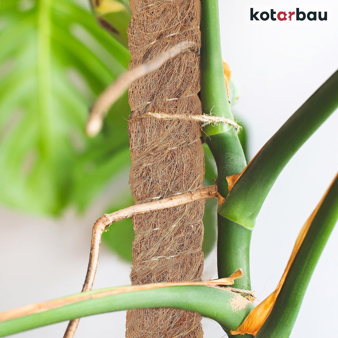 KOTARBAU® 4er Set Moosstab für Monstera Kokos Natural ⌀3,2 x 180cm Pflanzenstab Rankhilfe für Monste