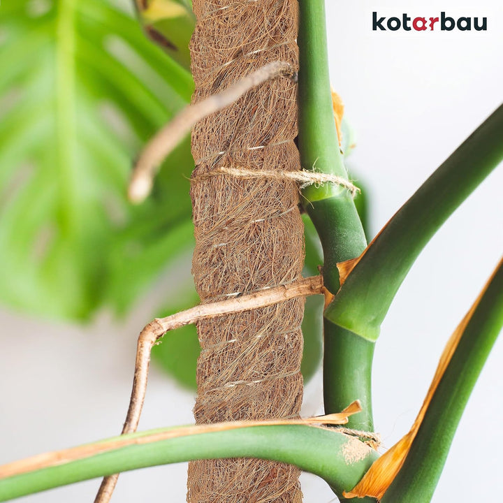 KOTARBAU® 4er Set Moosstab für Monstera Kokos Natural ⌀3,2 x 180cm Pflanzenstab Rankhilfe für Monste