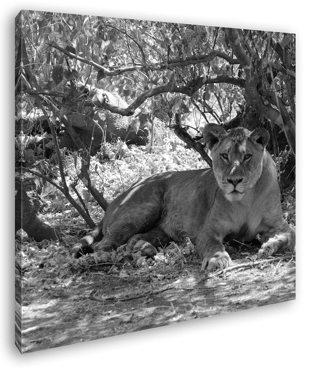 deyoli ruhige Löwin Format: 60x60 Effekt: Schwarz&Weiss als Leinwandbild, Motiv fertig gerahmt auf E
