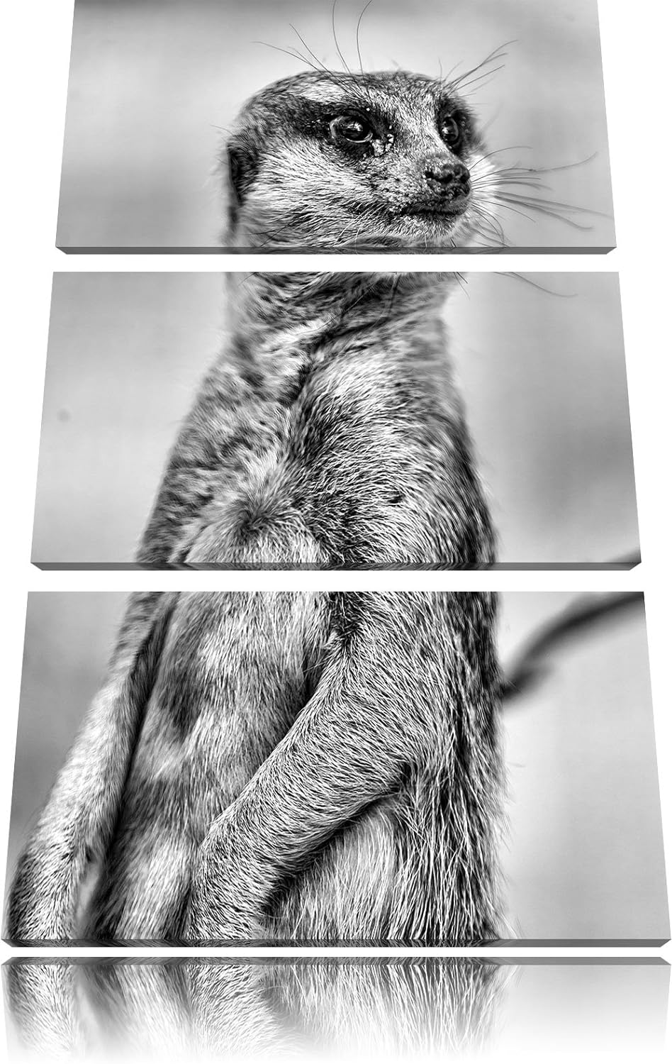 Pixxprint aufmerksames Erdmännchen / 3-Teilig/Gesamtmass 120cm Leinwandbild bespannt auf Holzrahmen/