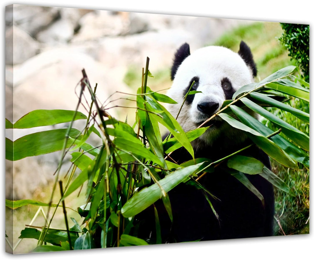 Bilderdepot24 Bild auf Leinwand | Pandabär in 70x50 cm als Wandbild | Wand-deko Dekoration Wohnung m