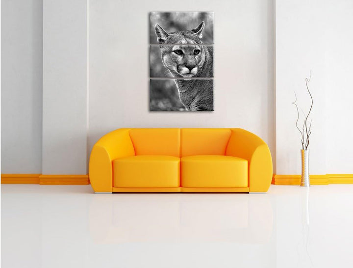 Pixxprint schöner Berglöwe Kunst B&W als Leinwandbild | Grösse: 3 Teilig (120x80) | Wandbild| Kunstd