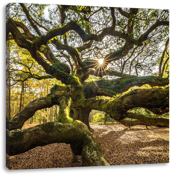 Pixxprint gigantisch verwzeigter Baum, Format: 70x70 auf Leinwand, 70x70
