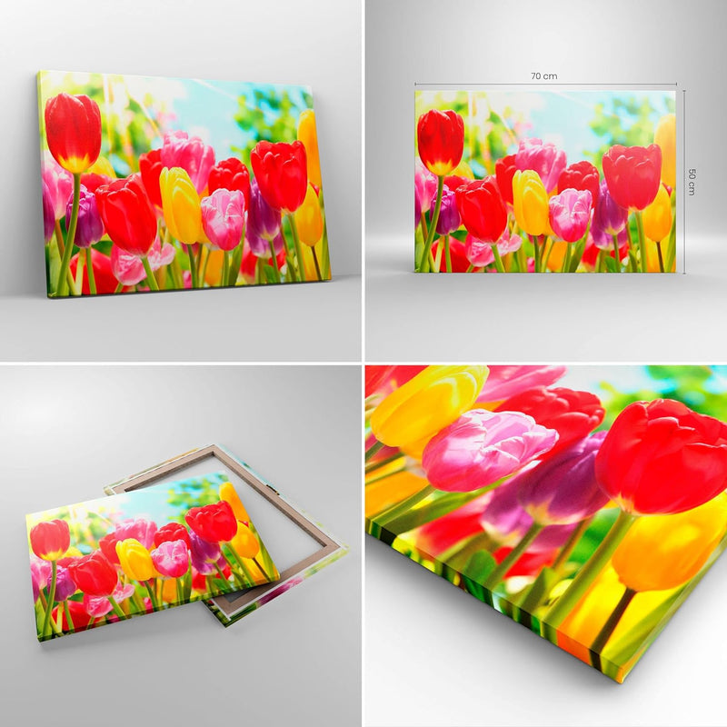 Bilder auf Leinwand Tulpe Blume Garten Plantage Leinwandbild 70x50cm Wandbilder Dekoration Wohnzimme