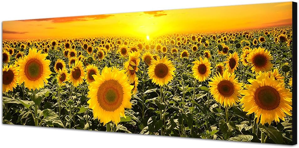 Paul Sinus Art Panoramabild auf Leinwand und Keilrahmen 150x50cm Sonnenblumenfeld Himmel Sonnenunter
