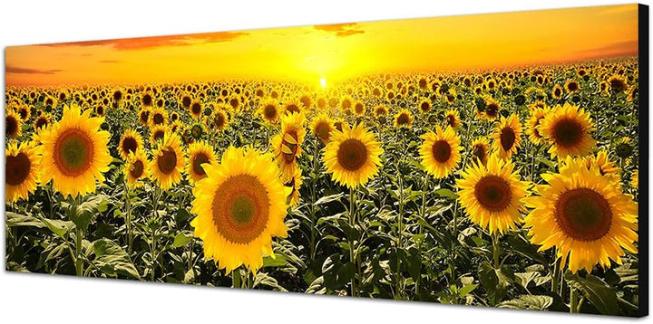 Paul Sinus Art Panoramabild auf Leinwand und Keilrahmen 150x50cm Sonnenblumenfeld Himmel Sonnenunter