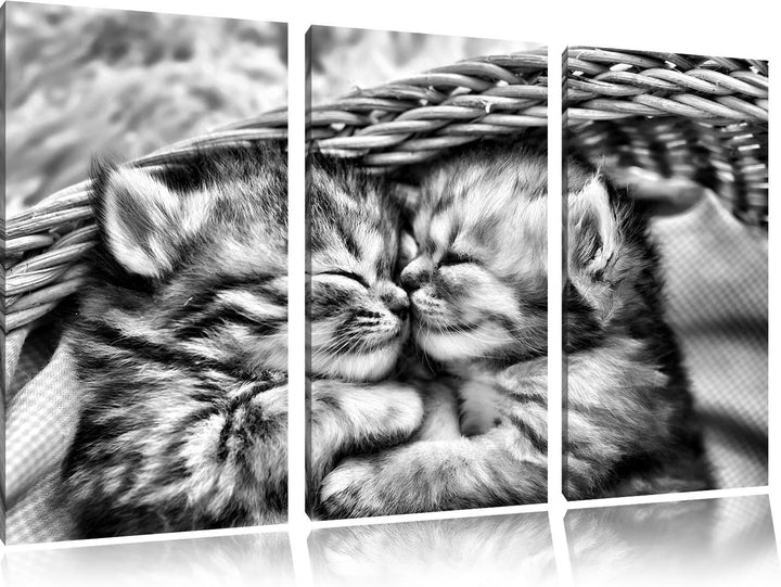 Pixxprint Baby Katze als Leinwandbild/Grösse: 3 Teilig (120x80) cm/Wandbild/Kunstdruck/fertig bespan