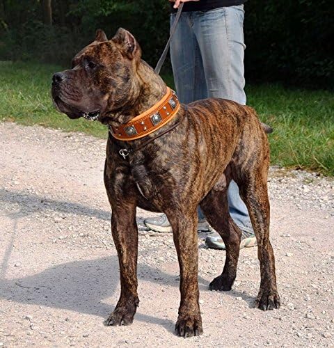 Bestia™ "Eros Echtleder Hundehalsband für grosse Hunde. 100% Leder. Weich gepolstert. 6,3 cm breit.