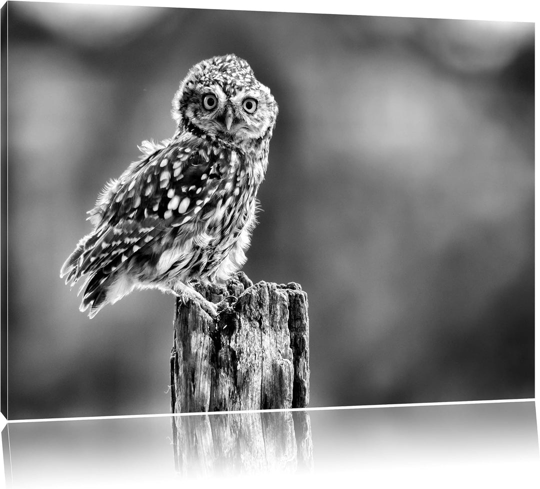 Pixxprint Lustige kleine Eule als Leinwandbild/Grösse: 100x70 / Wandbild/Kunstdruck/fertig bespannt,