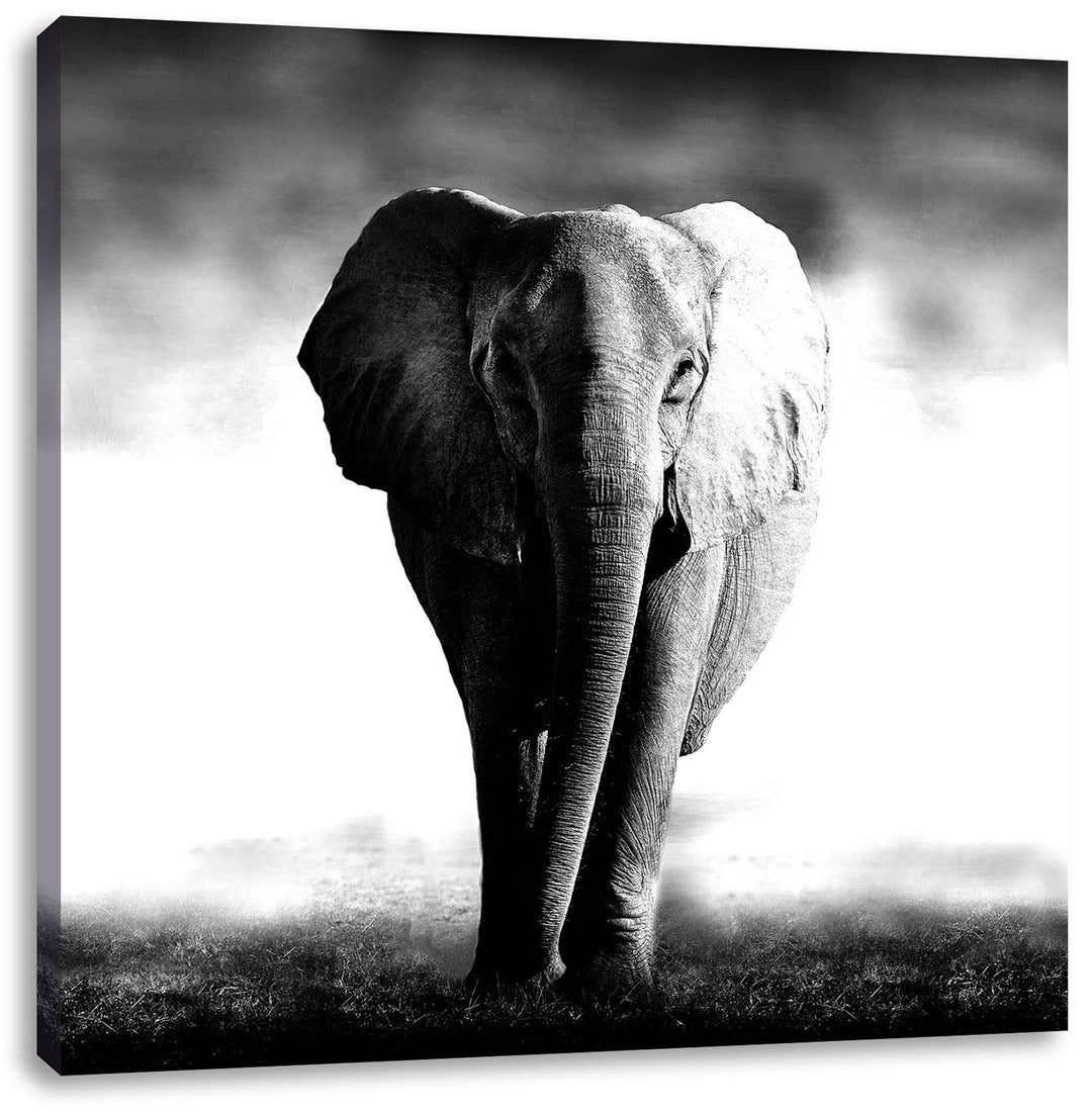 Pixxprint Elefant im Alleingang als Leinwandbild/Grösse: 70x70 cm/Wandbild/Kunstdruck/fertig bespann