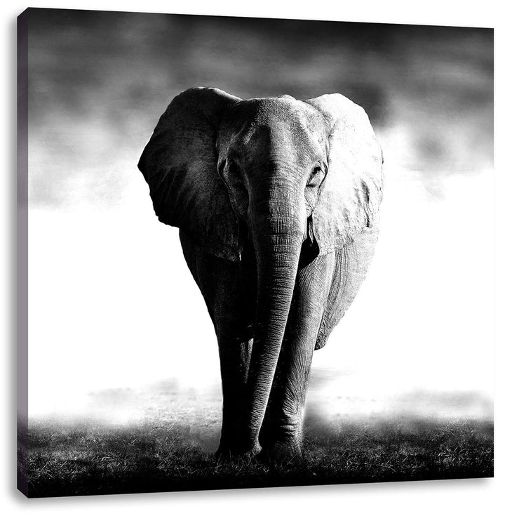 Pixxprint Elefant im Alleingang als Leinwandbild/Grösse: 70x70 cm/Wandbild/Kunstdruck/fertig bespann