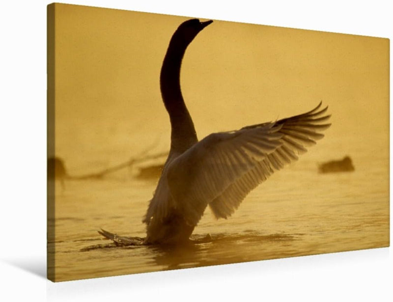 Premium Textil-Leinwand 75 x 50 cm Quer-Format Ein Bild aus dem Kalender SWANS/UK-Version | Wandbild