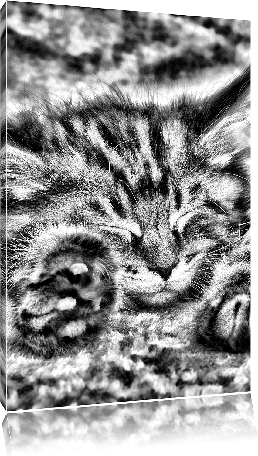 Pixxprint Monocrome, Süsse Baby Katze, Format: 100x70 auf Leinwand, riesige Bilder fertig gerahmt mi