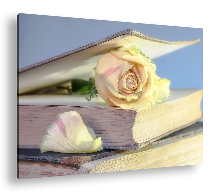 deyoli weisse Rose im Buch Format: 100x70 als Leinwand, Motiv fertig gerahmt auf Echtholzrahmen, Hoc