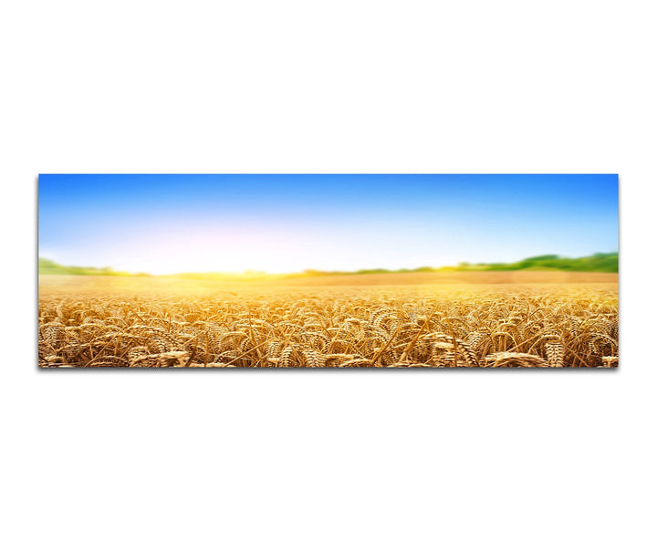 Paul Sinus Art Panoramabild auf Leinwand und Keilrahmen 150x50cm Kornfeld Kornähren Sommer Himmel