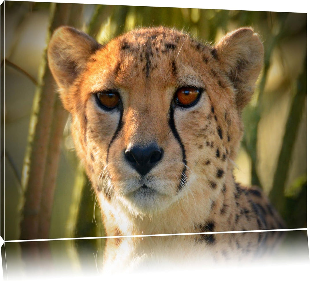 Pixxprint junger Gepard im Dschungel auf Leinwand, XXL riesige Bilder fertig gerahmt mit Keilrahmen,