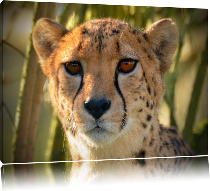 Pixxprint junger Gepard im Dschungel auf Leinwand, XXL riesige Bilder fertig gerahmt mit Keilrahmen,
