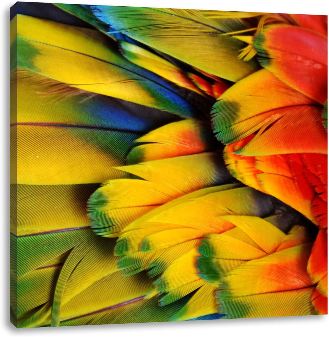 Bunte Papageienfedern, Format: 70x70 auf Leinwand, XXL riesige Bilder fertig gerahmt mit Keilrahmen,