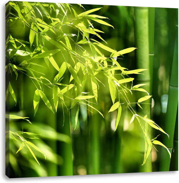Pixxprint Bambus mit Blättern als Leinwandbild/Grösse: 70x70 cm/Wandbild/Kunstdruck/fertig bespannt,