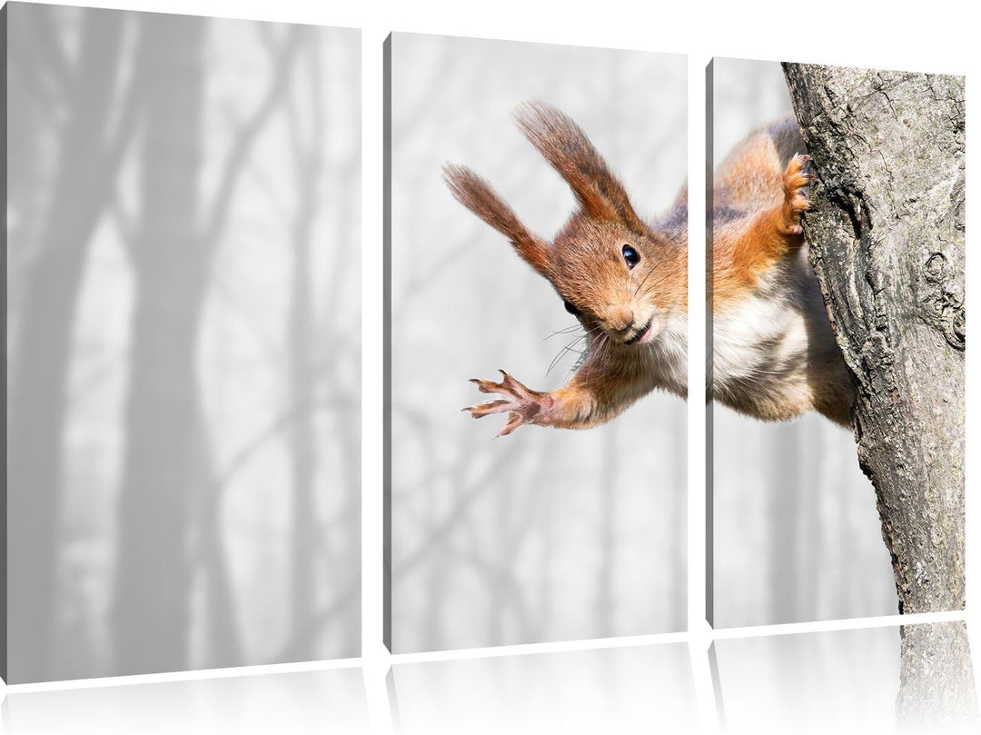 Pixxprint Neugierig rotes Eichhörnchen als Leinwandbild/Grösse: 3 Teilig (120x80 cm) cm/Wandbild/Kun