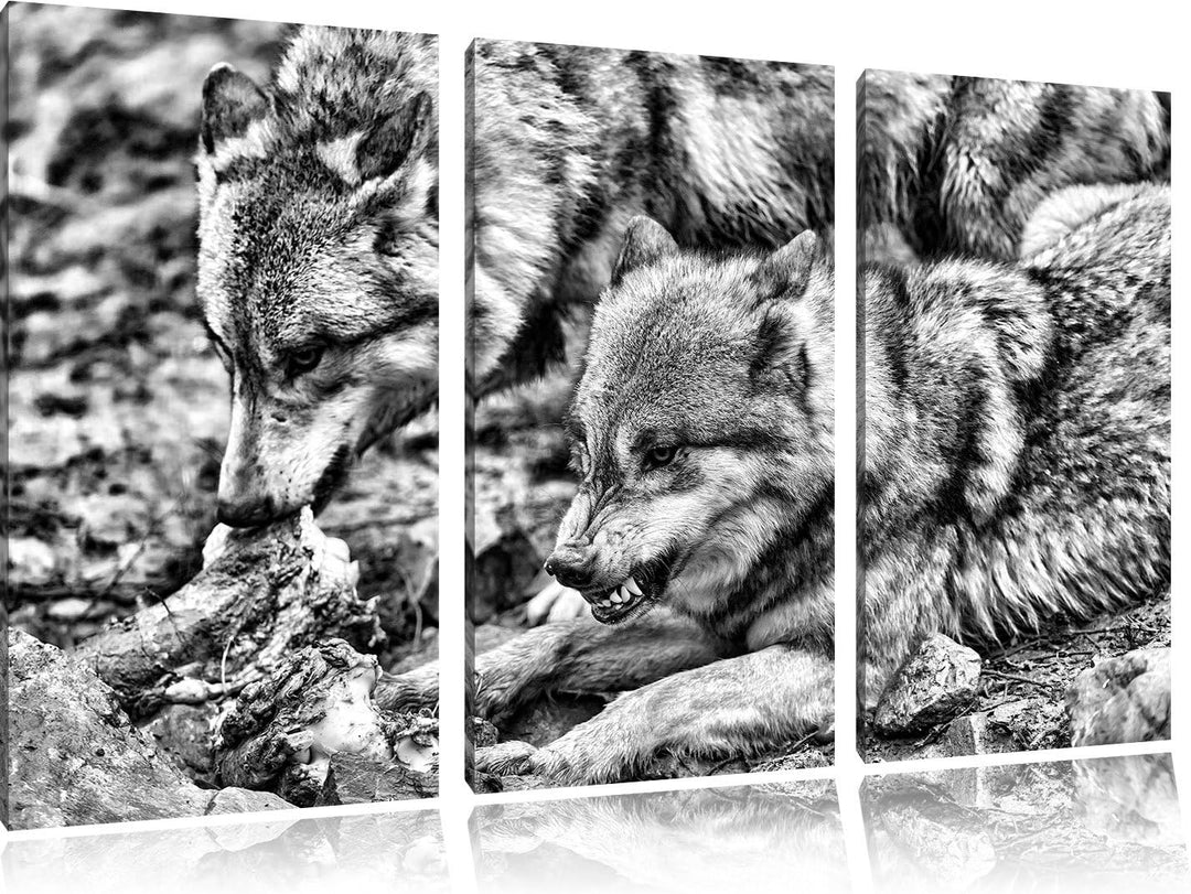 Pixxprint Monocrome, Wölfe beim Fressen 3-Teiler Leinwandbild 120x80 Bild auf Leinwand