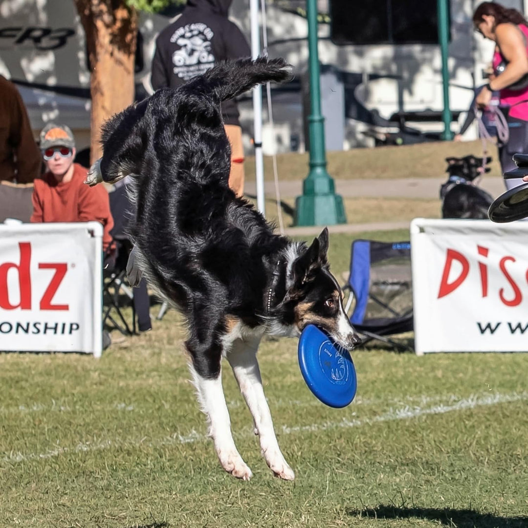 Hyperflite Hunde-Flugscheibe Jawz Pup, 7 Zoll, Leuchtet im Dunkeln Leuchtend, Leuchtend