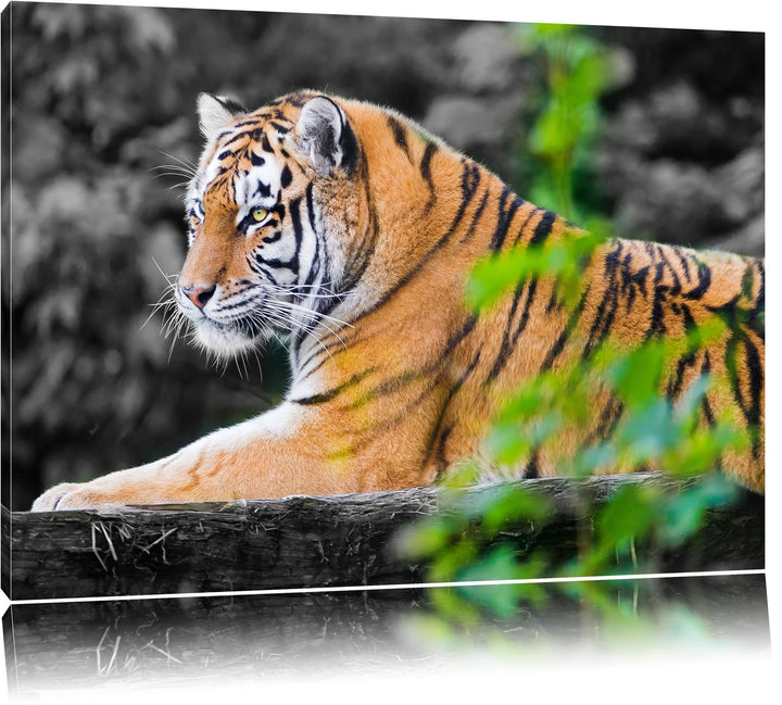 anmutiger Tiger auf Baumstamm schwarz/weiss auf Leinwand, XXL riesige Bilder fertig gerahmt mit Keil