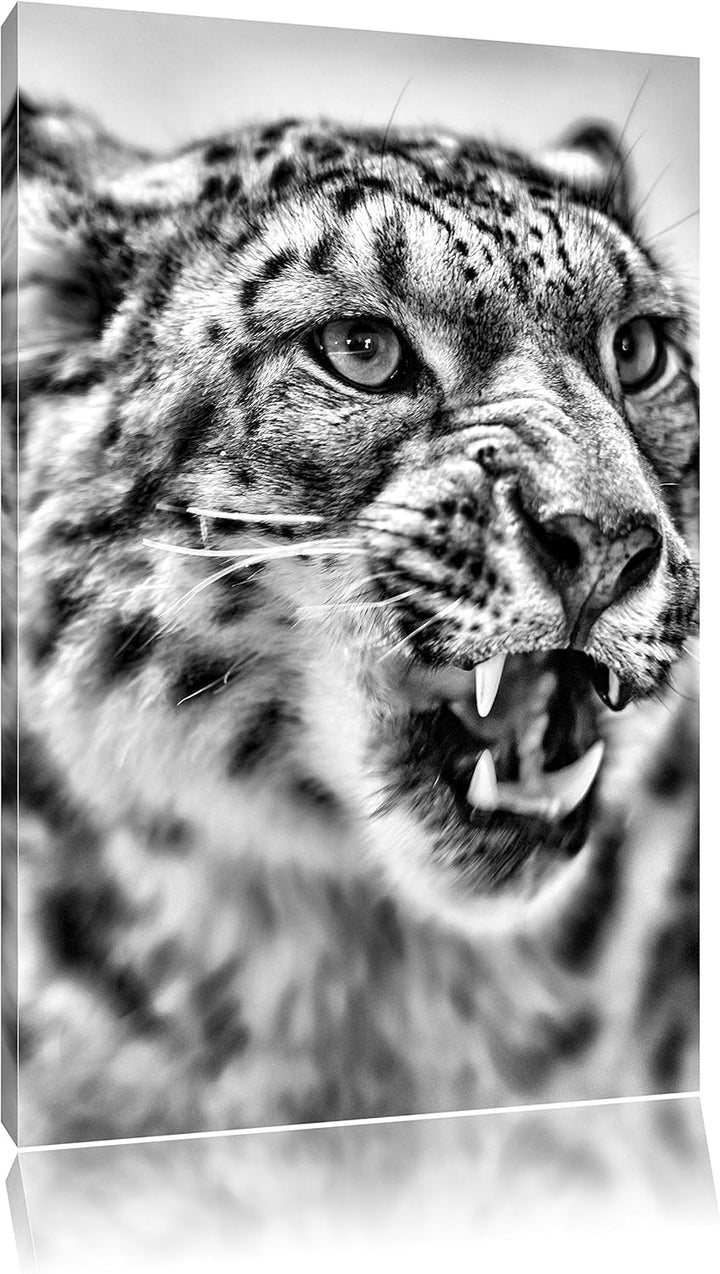 Pixxprint Schneeleopard zeigt Zähne als Leinwandbild/Grösse: 100x70 cm/Wandbild/Kunstdruck/fertig be