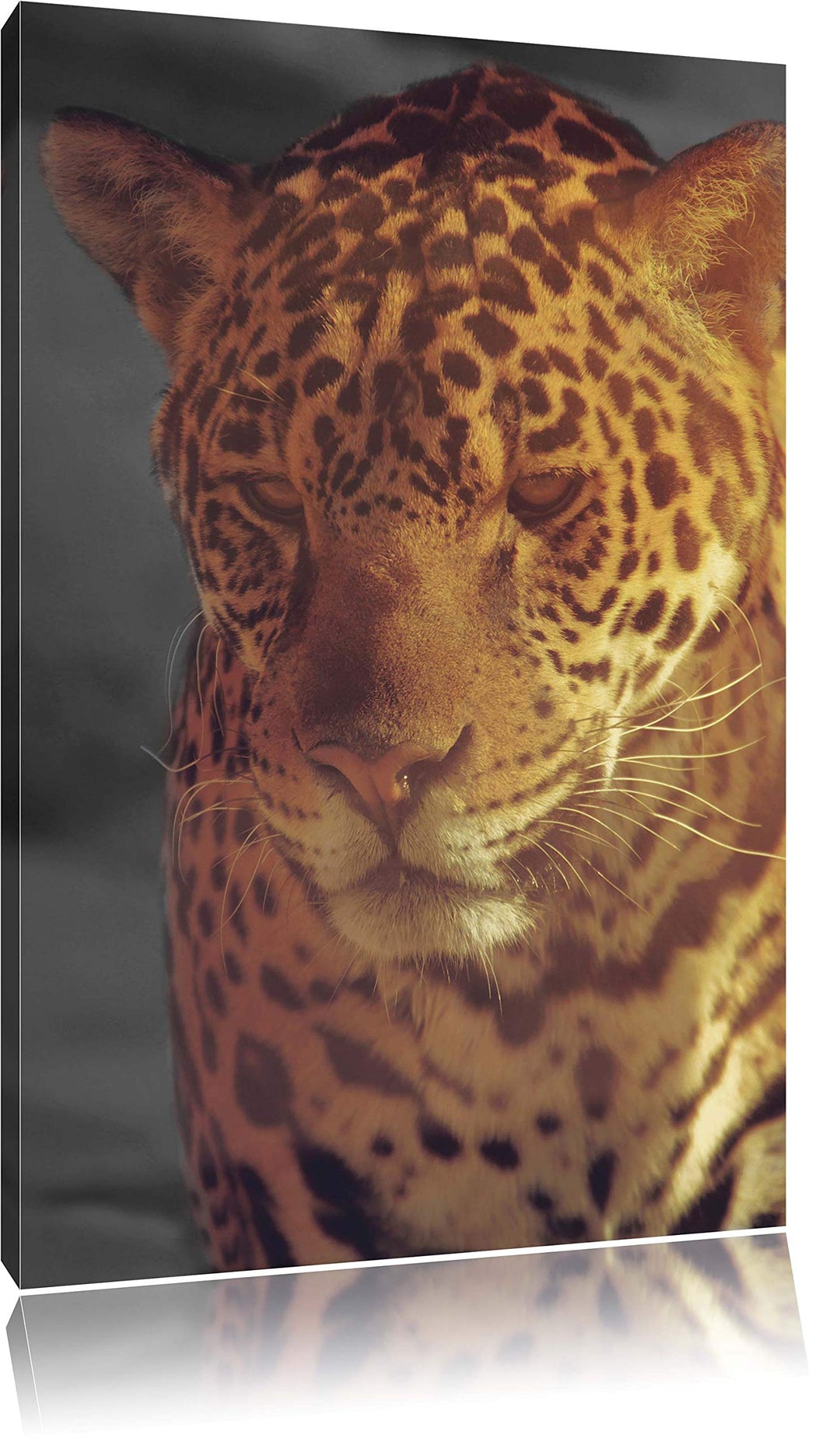 Pixxprint Einsamer Leopard in der Wüste, Format: 70x100 auf hochkantiges Leinwand, XXL riesige Bilde