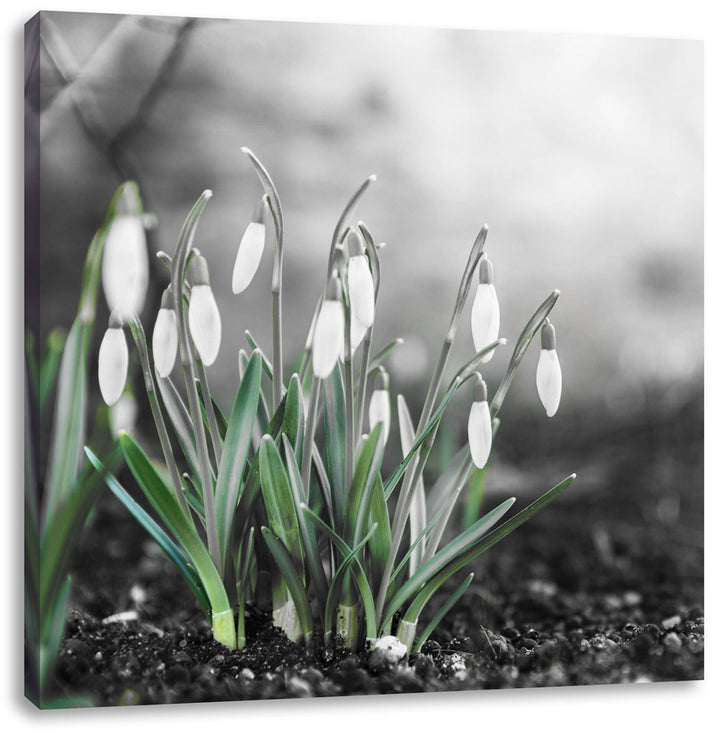 Pixxprint Frühlings Schneeglöckchen als Leinwandbild/Grösse: 70x70 cm/Wandbild/Kunstdruck/fertig bes