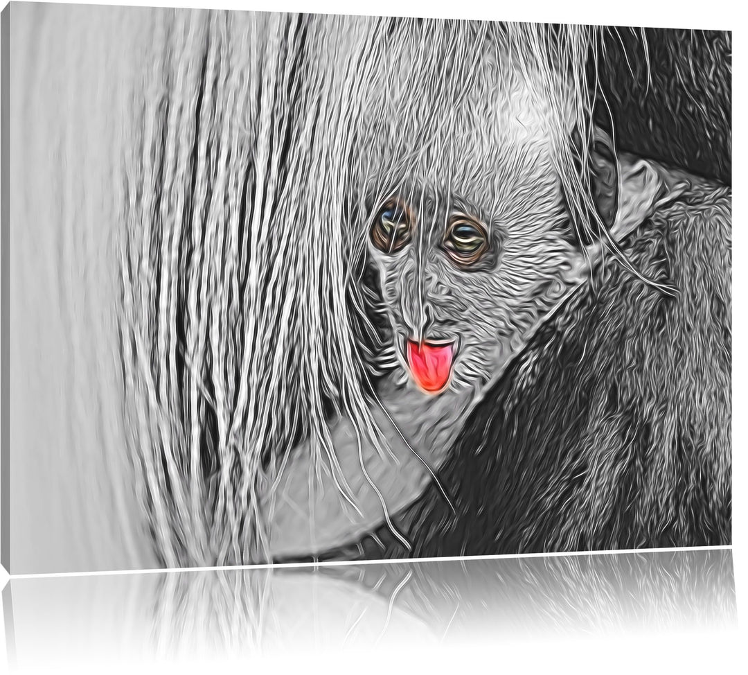 bildschönes Colobus-Äffchen schwarz/weiss Deluxe Format: 100x70 cm auf Leinwand, XXL riesige Bilder