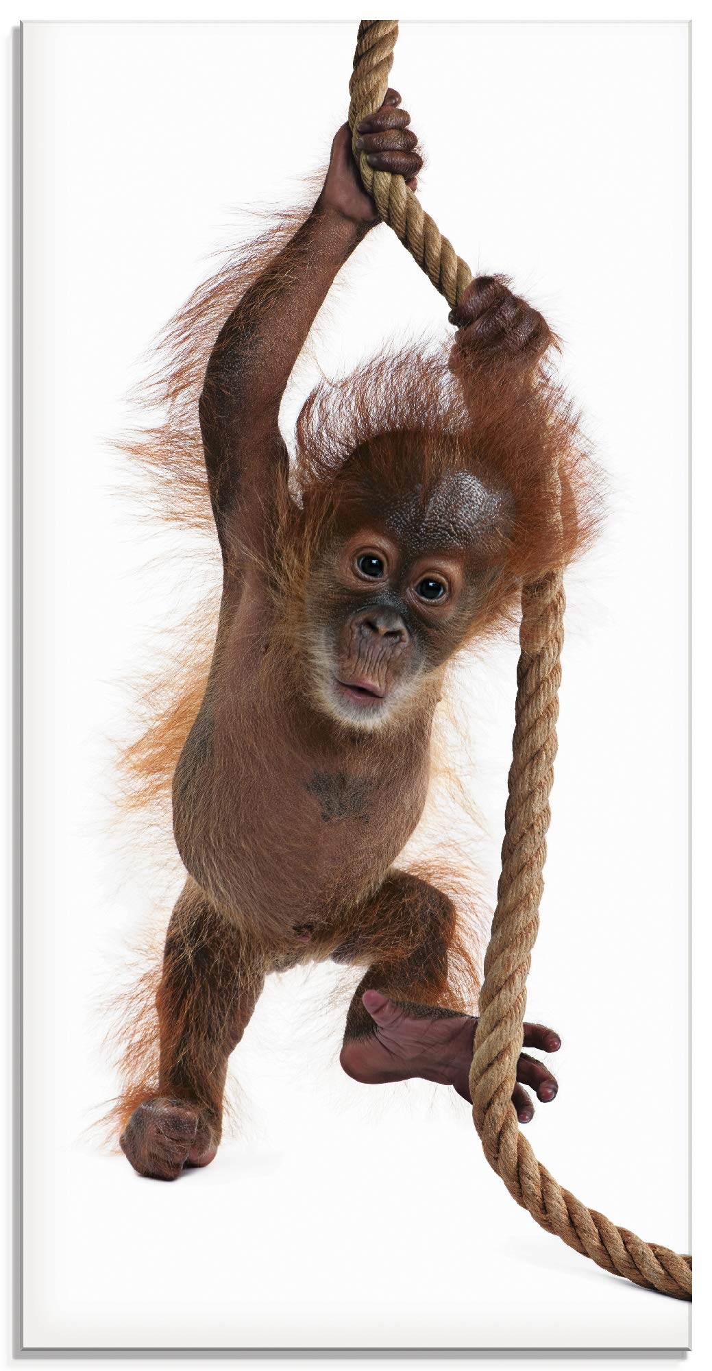ARTland Glasbilder Wandbild Glas Bild einteilig 30x60 cm Hochformat Asien Tiere AFFE Baby Orang Utan