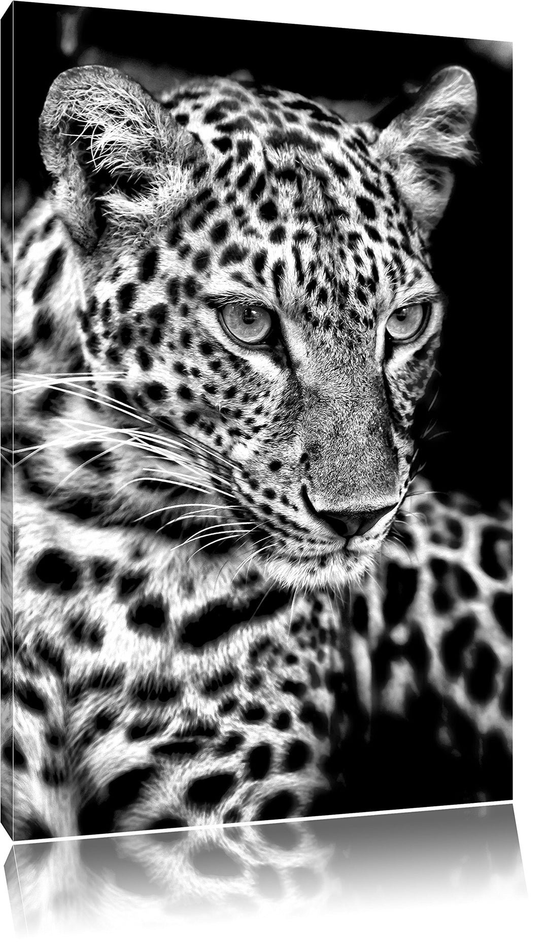 Pixxprint Leopard mit blauen Augen / 100x70cm Leinwandbild bespannt auf Holzrahmen/Wandbild Kunstdru