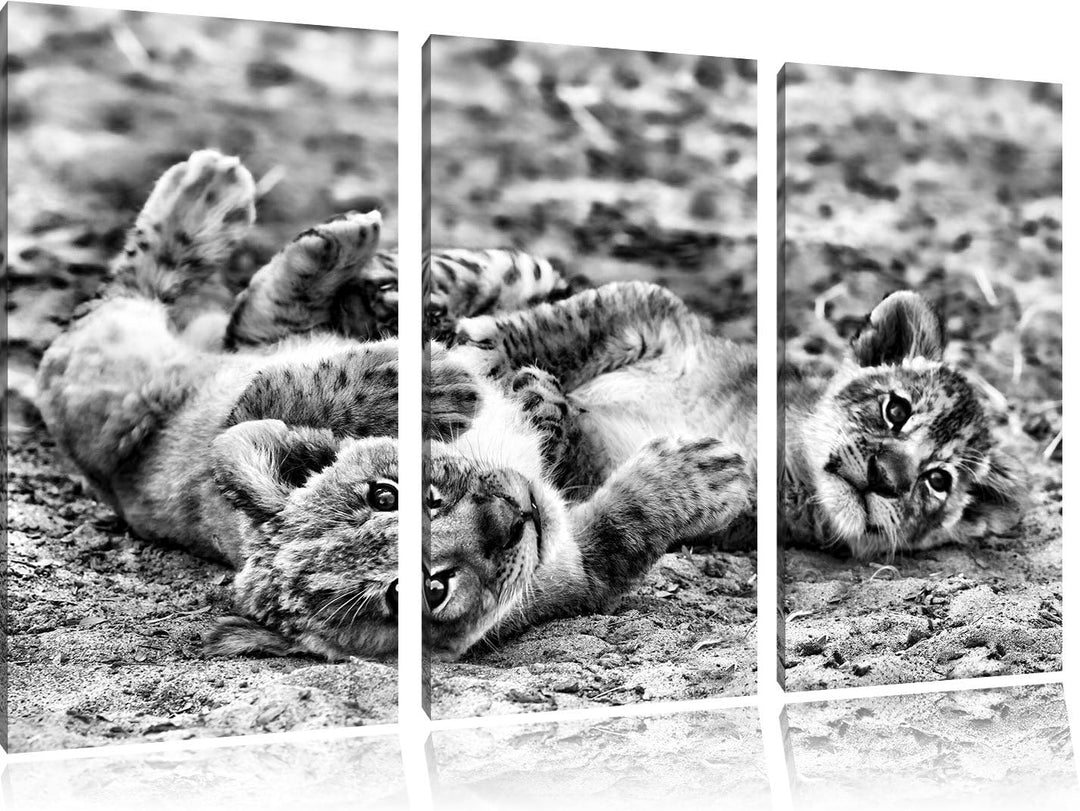 Pixxprint Spielende Löwenjungen als Leinwandbild/Grösse: 3 Teilig (120x80) cm/Wandbild/Kunstdruck/fe