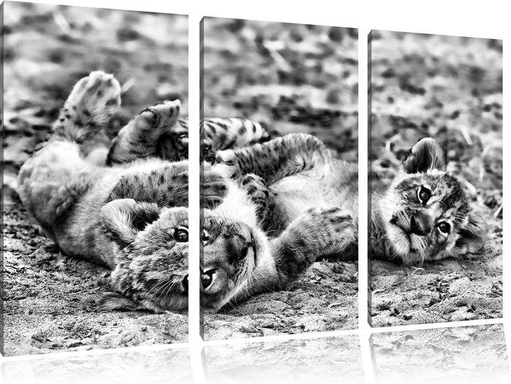 Pixxprint Spielende Löwenjungen als Leinwandbild/Grösse: 3 Teilig (120x80) cm/Wandbild/Kunstdruck/fe